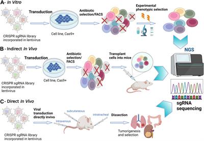 Unveiling immune checkpoint regulation: exploring the power of in vivo CRISPR screenings in cancer immunotherapy